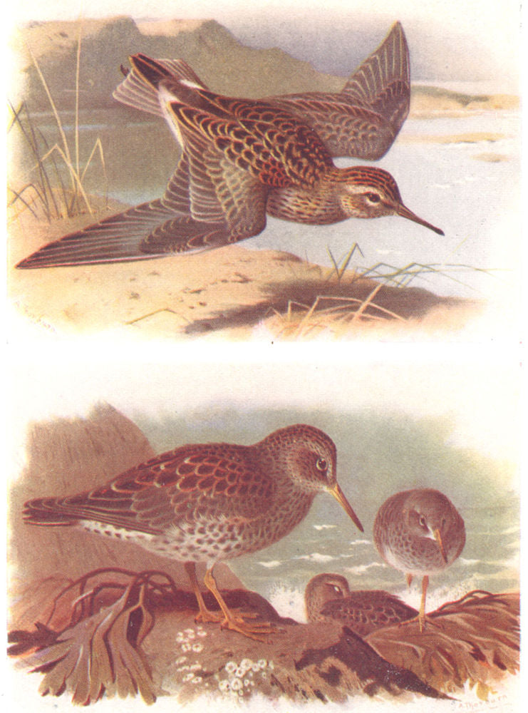 BRITISH BIRDS. Pectoral Sandpiper; Purple Sandpiper. THORBURN 1925 old print